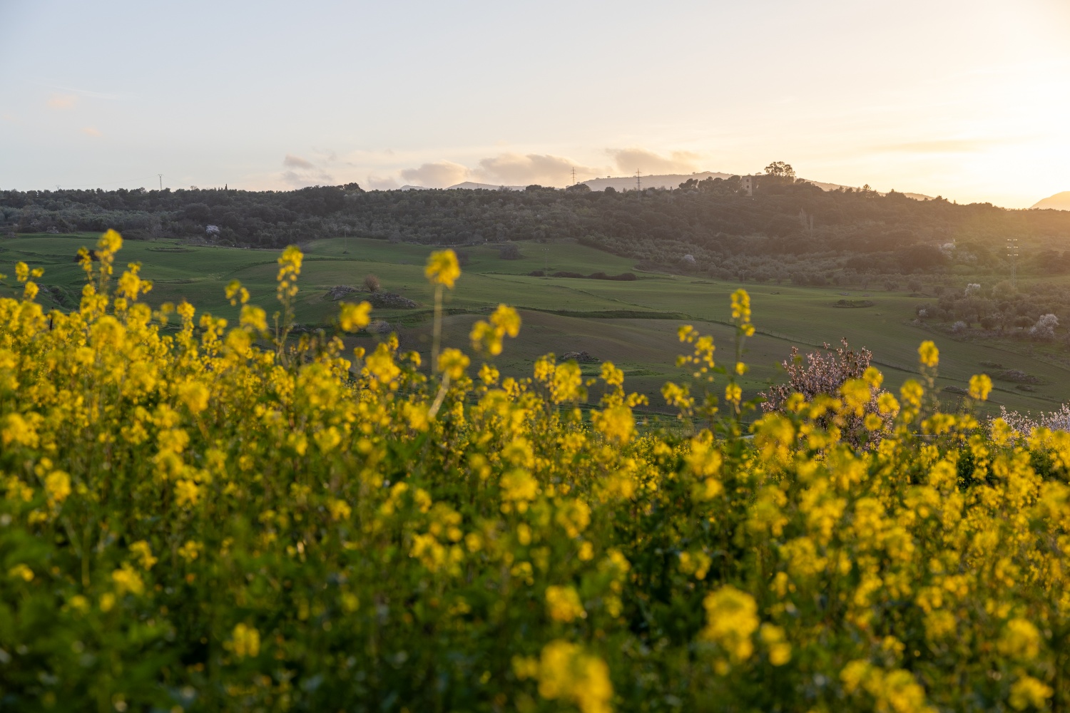 Tuscan hillside landscape